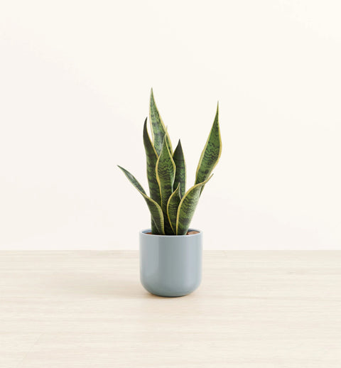 Golden Snake Plant