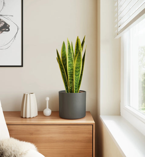 Golden Snake Plant