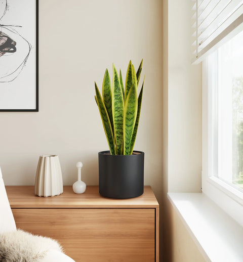 Golden Snake Plant