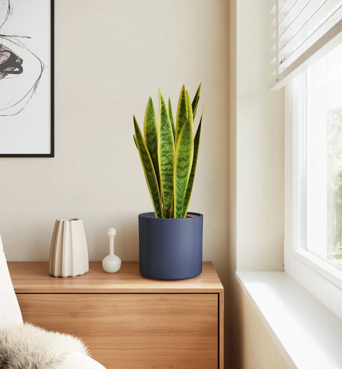Golden Snake Plant