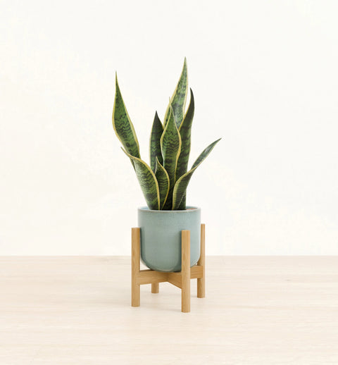 Golden Snake Plant