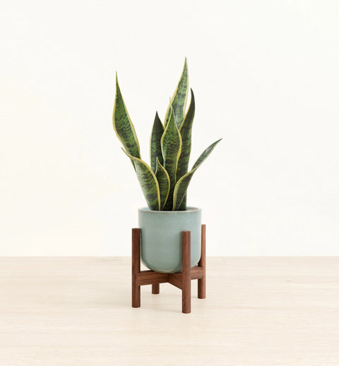 Golden Snake Plant