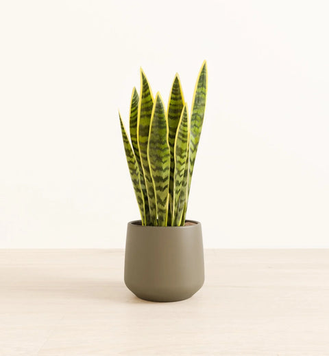 Golden Snake Plant