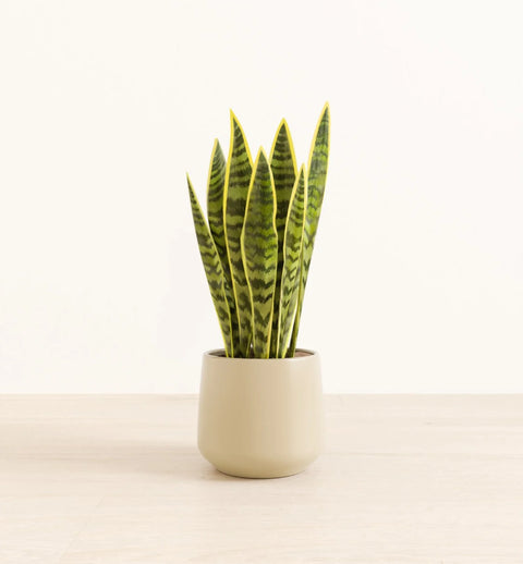 Golden Snake Plant