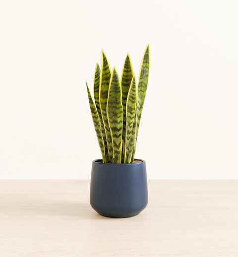 Golden Snake Plant