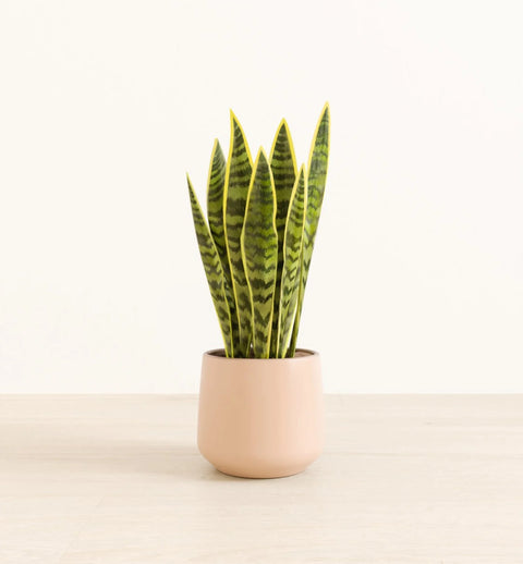 Golden Snake Plant