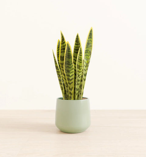 Golden Snake Plant