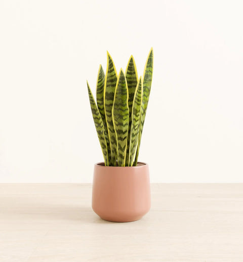 Golden Snake Plant