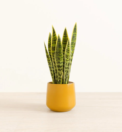 Golden Snake Plant
