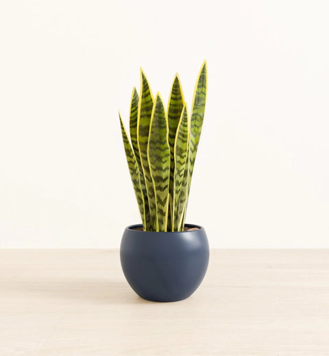 Golden Snake Plant