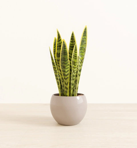 Golden Snake Plant