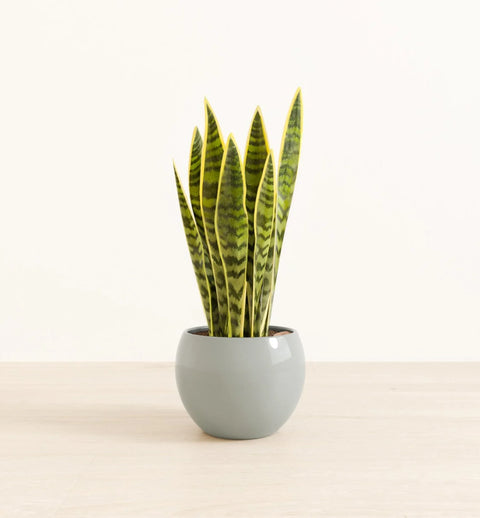 Golden Snake Plant