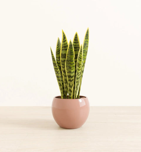 Golden Snake Plant