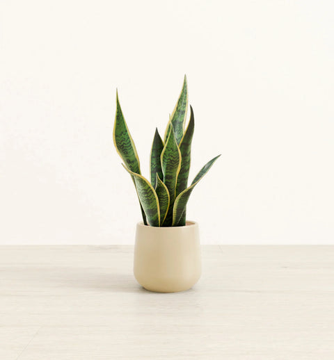 Golden Snake Plant