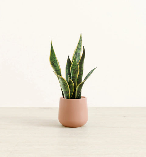 Golden Snake Plant