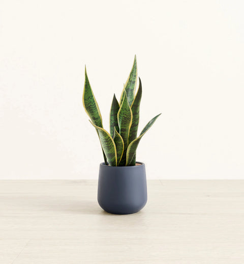 Golden Snake Plant