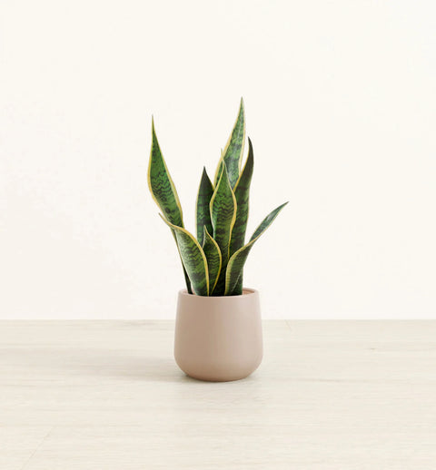 Golden Snake Plant