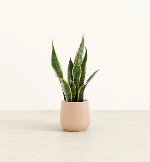 Golden Snake Plant