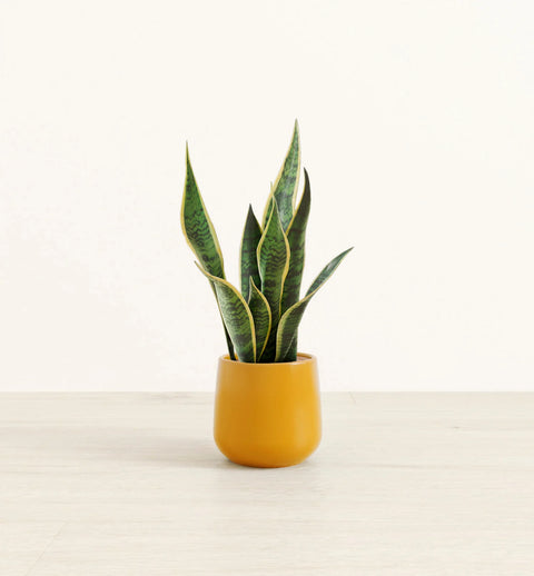 Golden Snake Plant