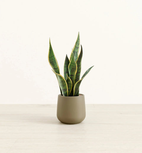 Golden Snake Plant