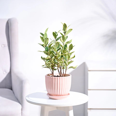 Ficus Prestige