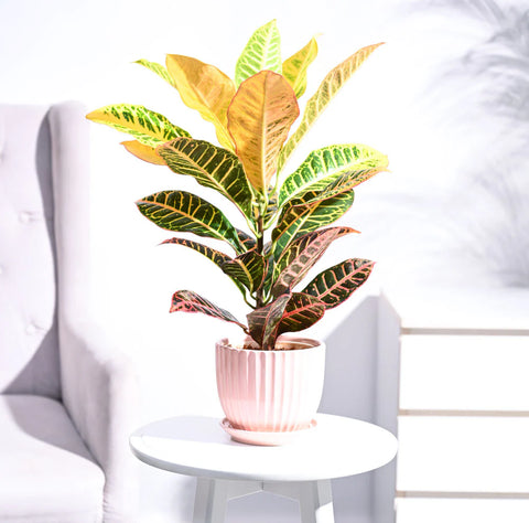 Croton Petra