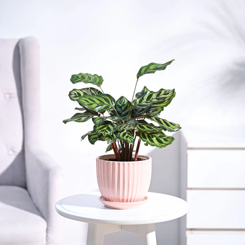 Calathea Makoyana