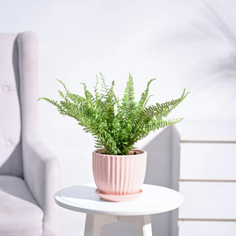 Fern Fluffy Ruffle
