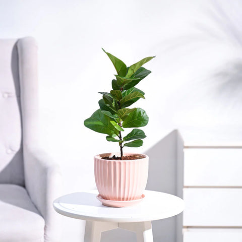 Fiddle Leaf Fig - Bambino