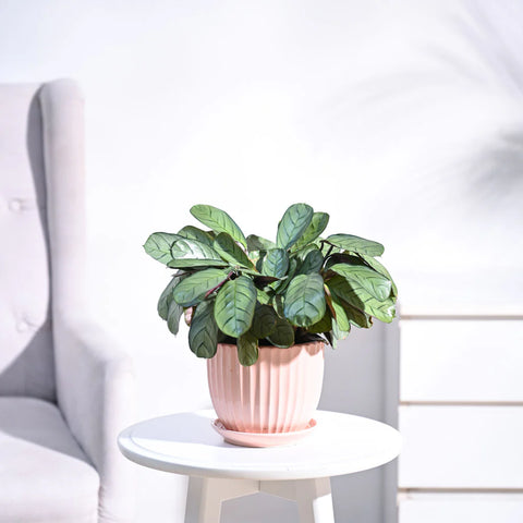 Calathea Burle Marxi
