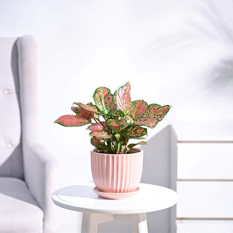 Aglaonema Pink Beauty