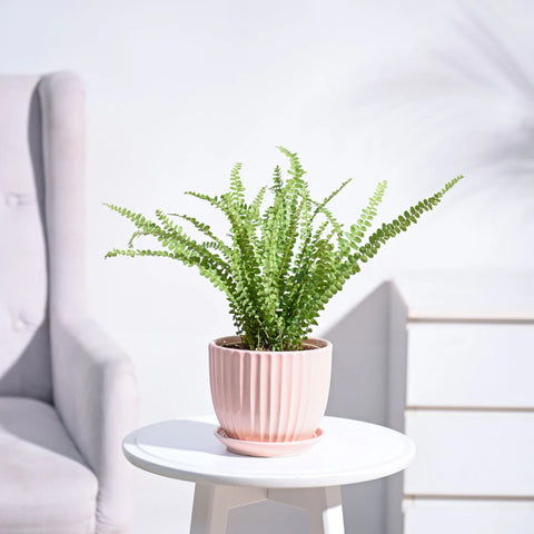 Button Fern