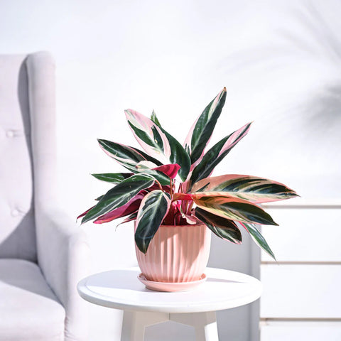 Stromanthe Triostar