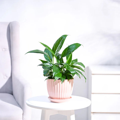 Peace Lily
