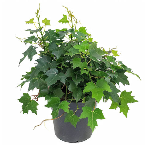 Grape Ivy