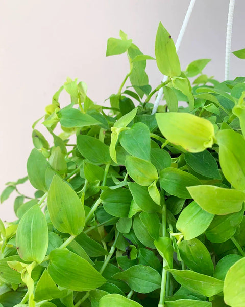 Turtle Vine