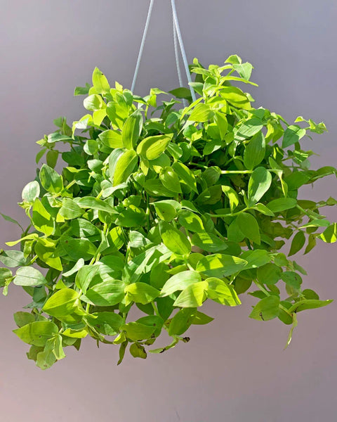 Turtle Vine