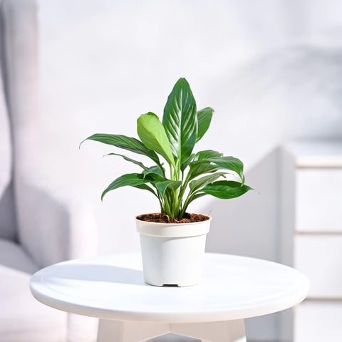 Peace Lily