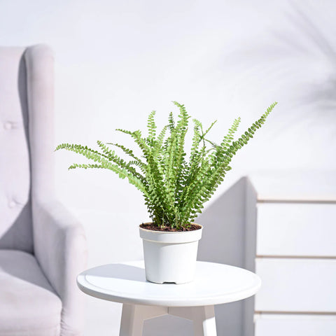 Button Fern