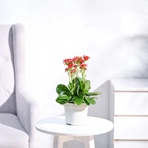 Kalanchoe Red