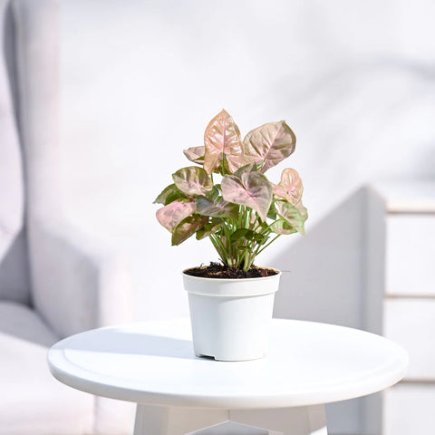 Syngonium Pink