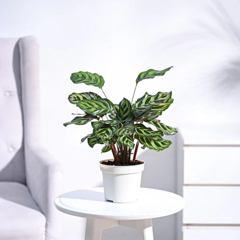 Calathea Makoyana
