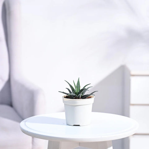 Haworthia Fasciata