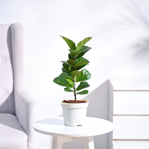 Fiddle Leaf Fig - Bambino