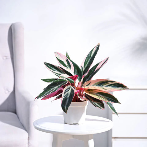 Stromanthe Triostar