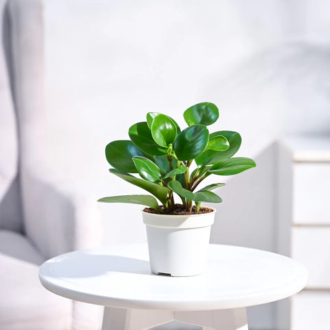 Peperomia Obtusifolia