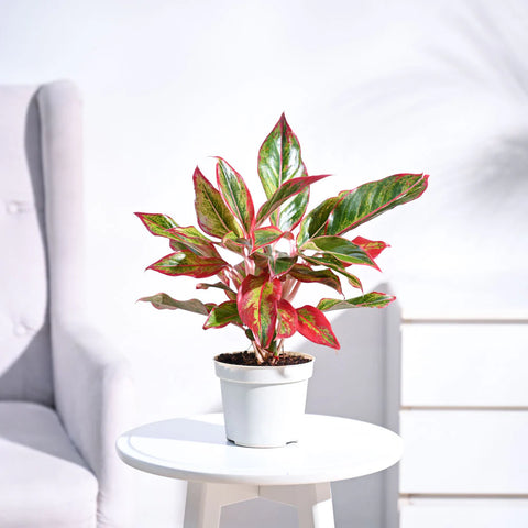 Aglaonema Siam Aurora