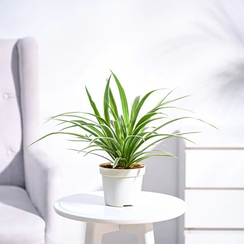 Chlorophytum Spider Plant - Reverse