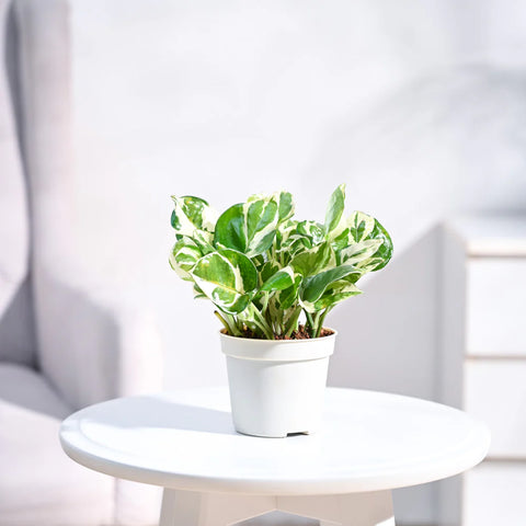 Epipremnum Aureum - N'Joy Pothos