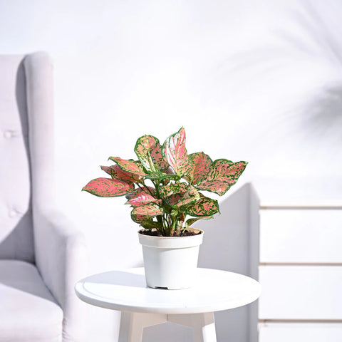 Aglaonema Pink Beauty